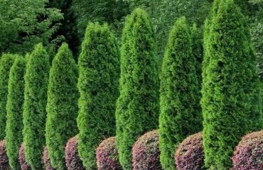 evergreen tree for privacy which is the fastest growing one leyland cypress japanese cedar