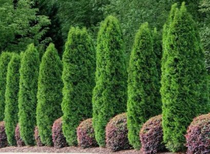 evergreen tree for privacy which is the fastest growing one leyland cypress japanese cedar