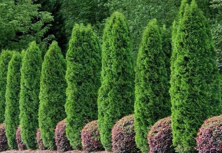 evergreen tree for privacy which is the fastest growing one leyland cypress japanese cedar