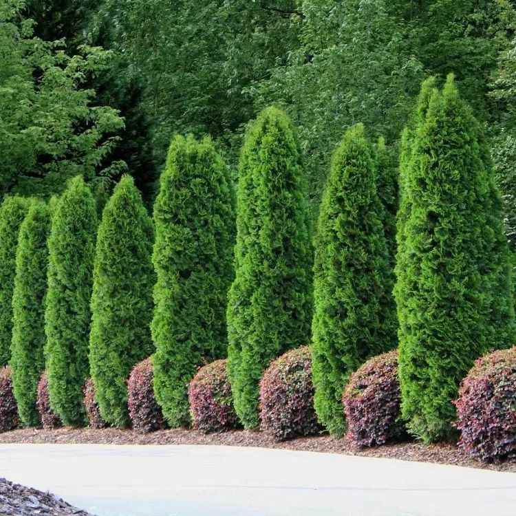 Evergreen Tree For Privacy 6 Fastest Growing Types To Plant