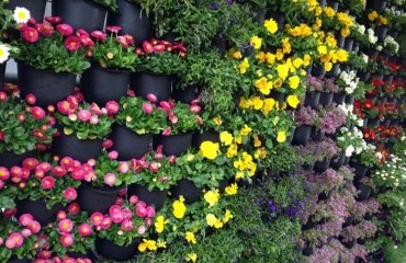 flowering plants for a vertical garden bromeliads begonia gardens flowers plants best ideas to improve your house which ferns thrive well in this environment varieties flowers