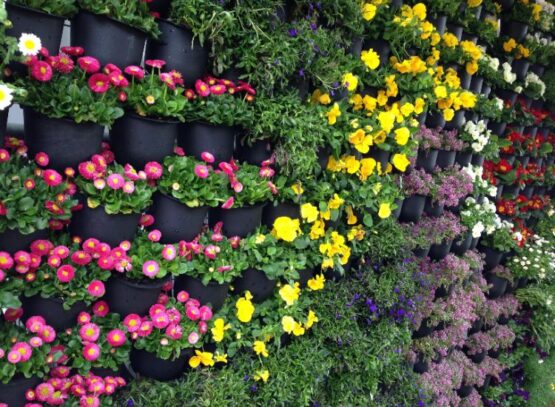 flowering plants for a vertical garden bromeliads begonia gardens flowers plants best ideas to improve your house which ferns thrive well in this environment varieties flowers