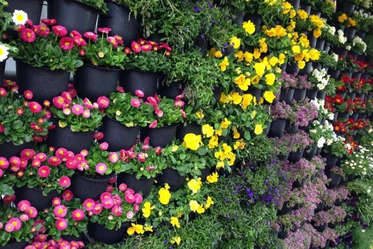 flowering plants for a vertical garden bromeliads begonia gardens flowers plants best ideas to improve your house which ferns thrive well in this environment varieties flowers