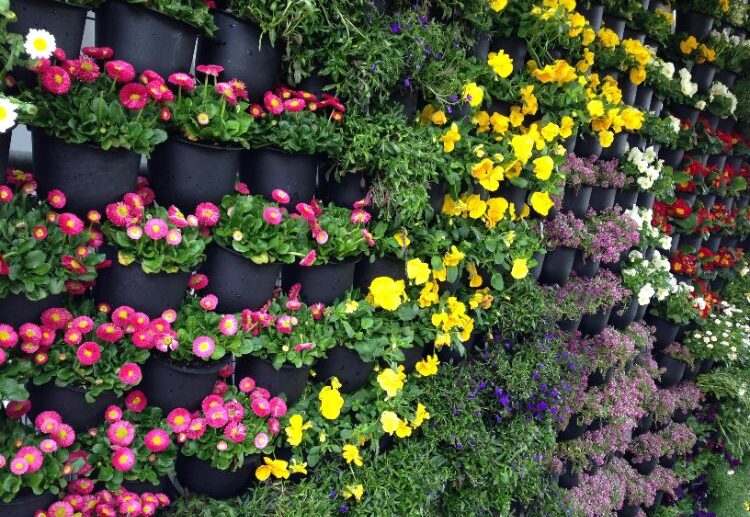 flowering plants for a vertical garden bromeliads begonia gardens flowers plants best ideas to improve your house which ferns thrive well in this environment varieties flowers