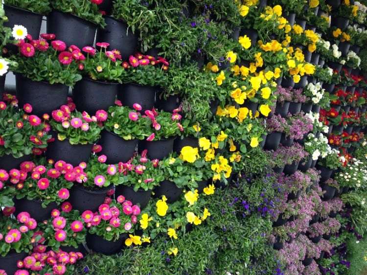 Vertical Garden Flowering Plants