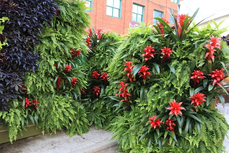 flowering plants for vertical gardens bromeliads petunias garden flowers plant best flowering ideas to improve your house decor which flower thrives well