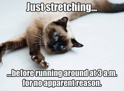 funny cat meme