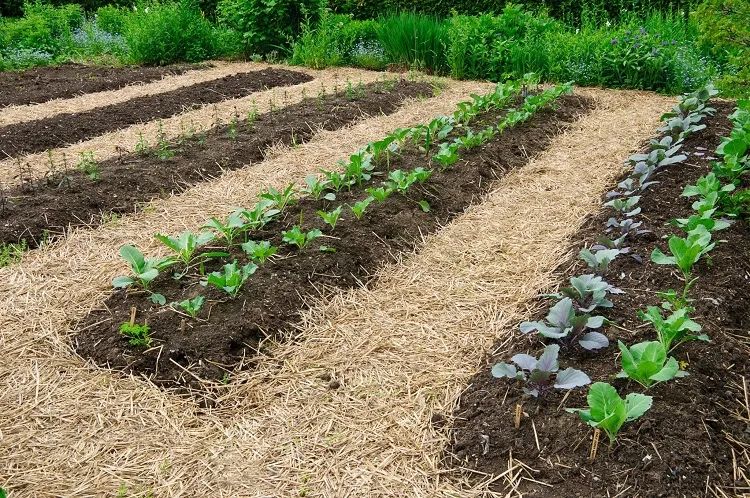 hay mulch vegetable garden cost effective landscaping ideas prevent weeds