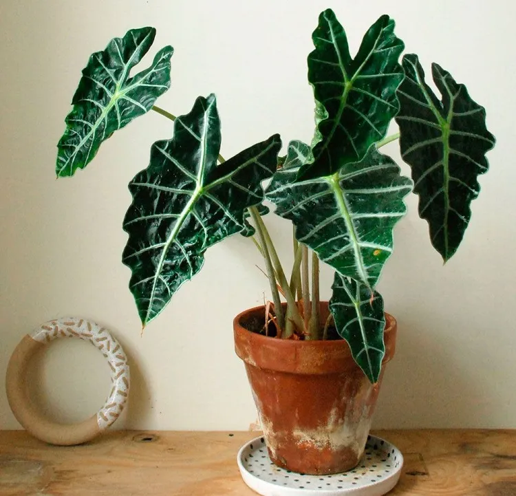 how deep to plant elephant ears grow it in a large pot