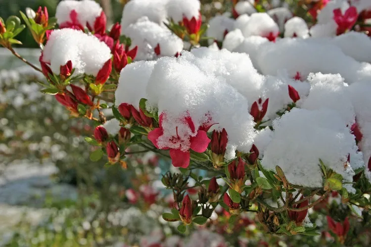 how long does an azalea bloom florish in winter