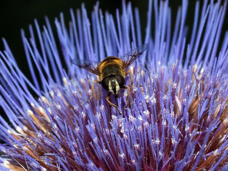 how to attract pollinators to greenhouse make holes for bees