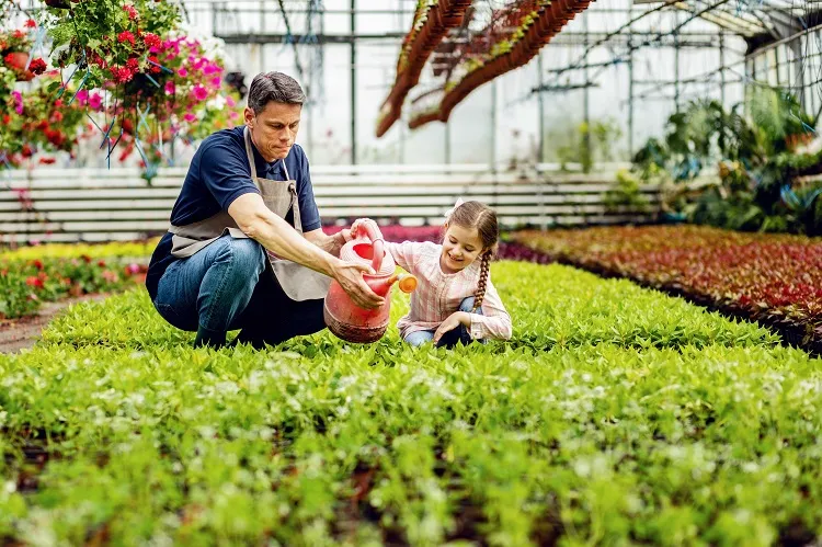 how to attract pollinators to greenhouse planting peppers