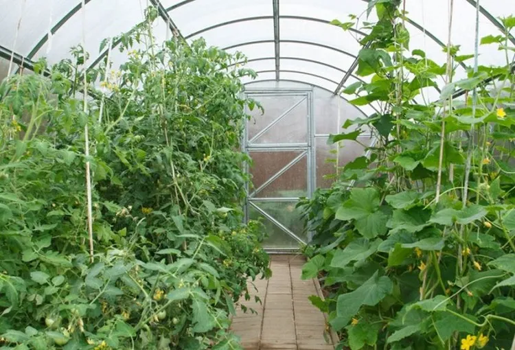how to attract pollinators to greenhouse planting tomatoes