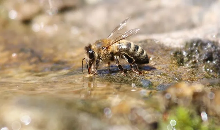 how to attract pollinators to greenhouse provide water