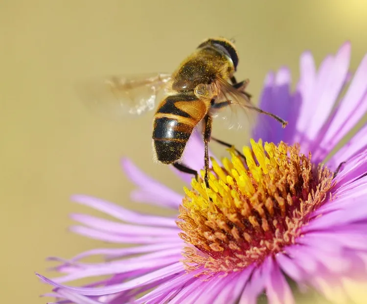 how to attract pollinators to greenhouse