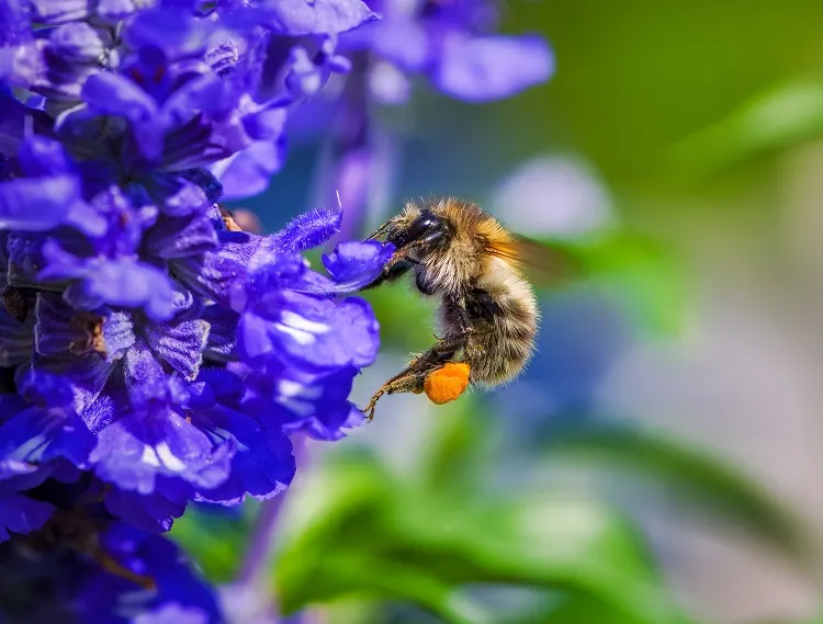 how to attract pollinators to your garden a pollinating insect