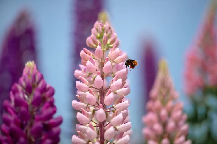 how to attract pollinators to your garden grow trees and flowers