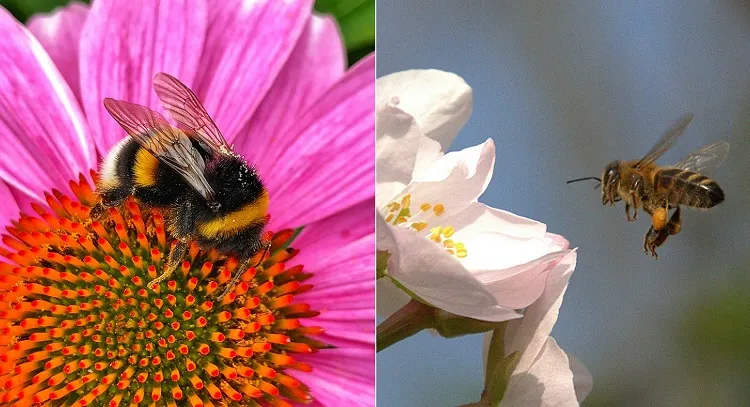 how to attract pollinators to your garden with different plants