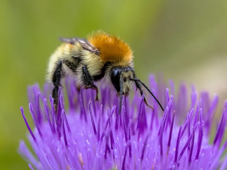 how to attract pollinators to your garden
