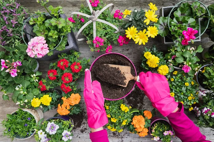 how to care for the best plants for sunny balcony