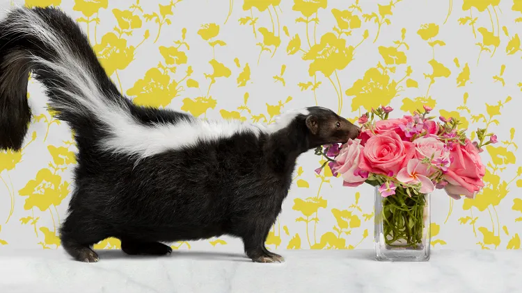 how to get rid of skunk smell from home with hydrogen peroxide