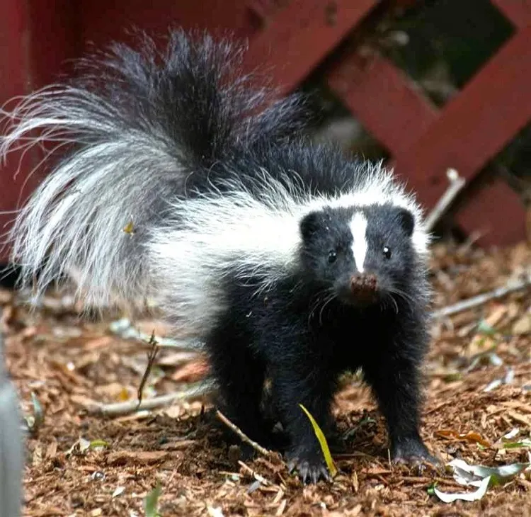 how to get rid of skunk smell when it enters the garden