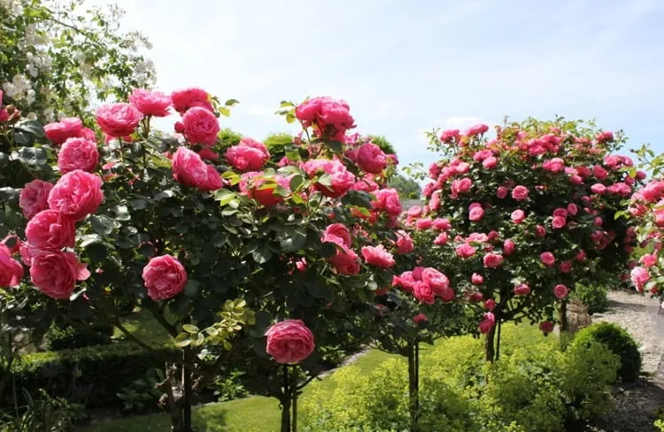 how to grow a rose tree