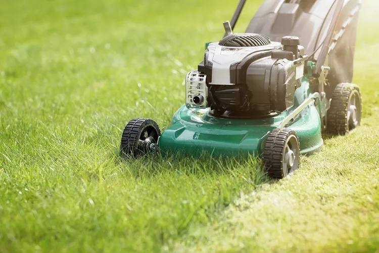 how to make the lawn thick and green mow it short weekly