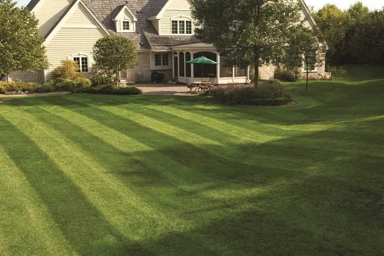 how to make the lawn thick and green