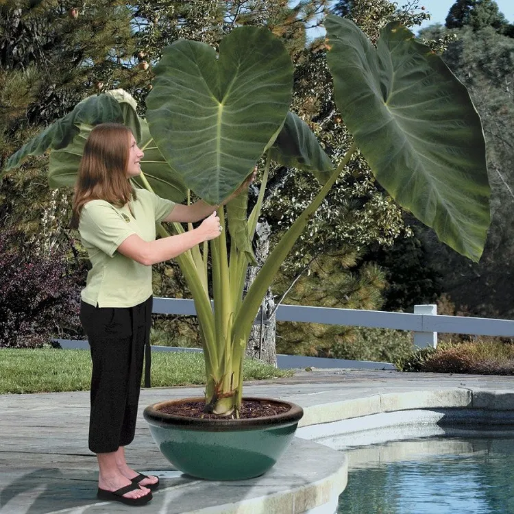how to plant elephant ears in pots take care of their leaves and water regularly