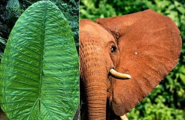 how to plant elephant ears which leaves are like those of an elephant