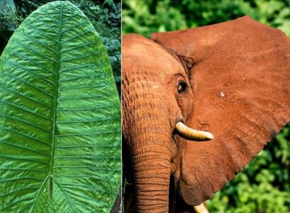 how to plant elephant ears which leaves are like those of an elephant
