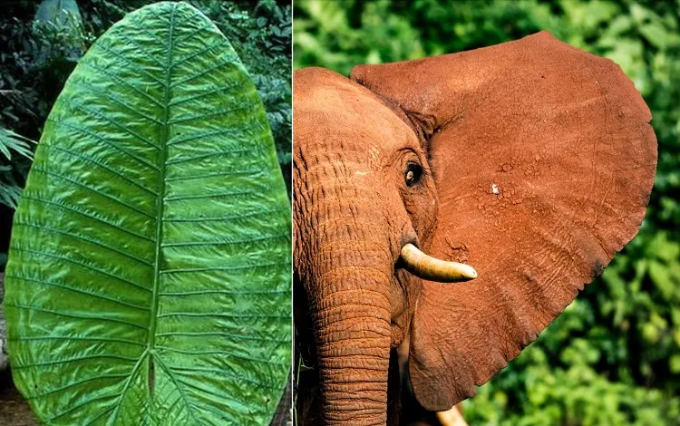 how to plant elephant ears which leaves are like those of an elephant