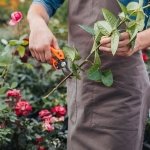 how to take rose cutting properly ideas gardening tips