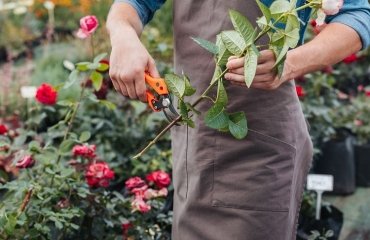 how to take rose cutting properly ideas gardening tips