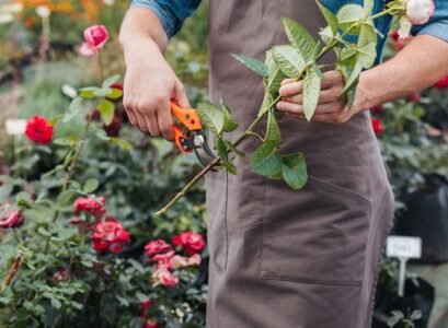 how to take rose cutting properly ideas gardening tips
