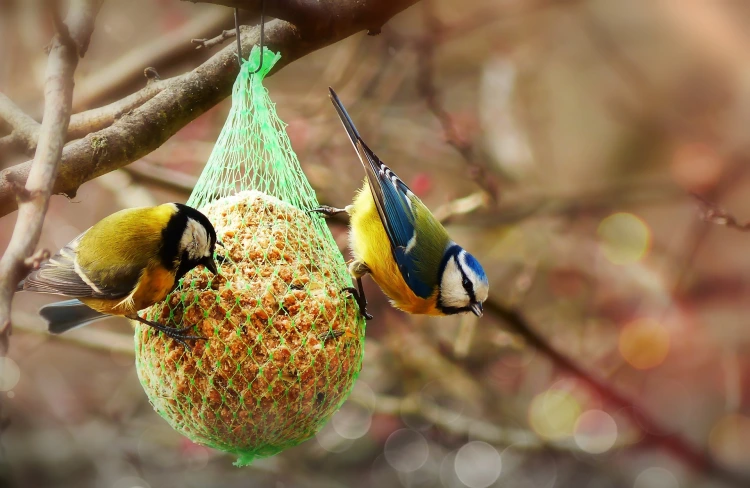 how to use egg shells bird feeder