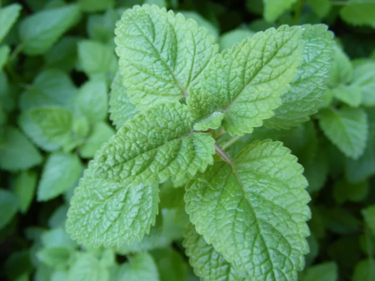 lemon balm for repelling mosquitoes how to prevent mosquitoes from showing up in your garden