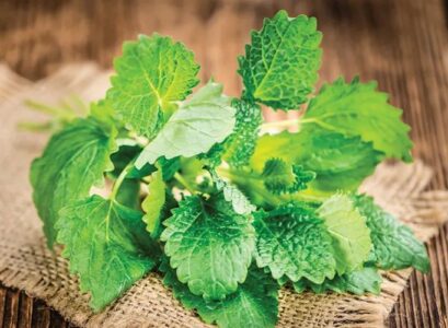 lemon balm plant what is it used for medical purposes how to use it at home healthy tea what are the benefits for your health relaxing bath syrup herbs