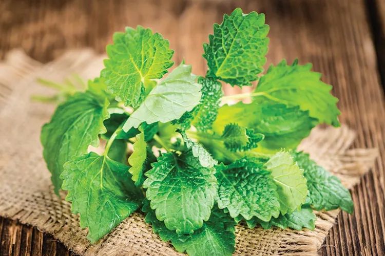 lemon balm plant what is it used for medical purposes how to use it at home healthy tea what are the benefits for your health relaxing bath syrup herbs