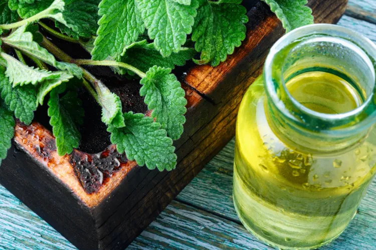 lemon balm plant what is it used for medical purposes how to use it at home healthy tea what are the benefits for your health relaxing bath syrup purpose for using