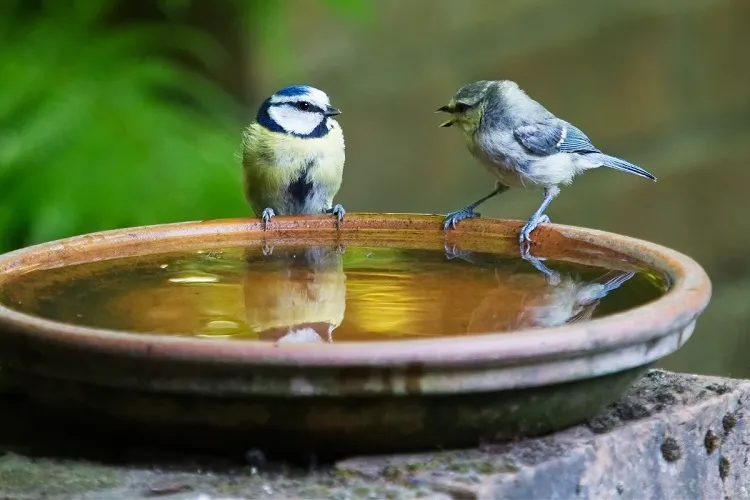 make your backyard wildlife friendly attract birds garden tips