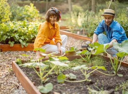 man and woman mulch vegetable bed at home garden