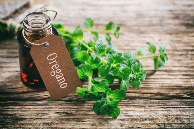 oregano essential oil uses it should be diluted