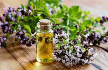 oregano essential oil uses the natural antibiotic