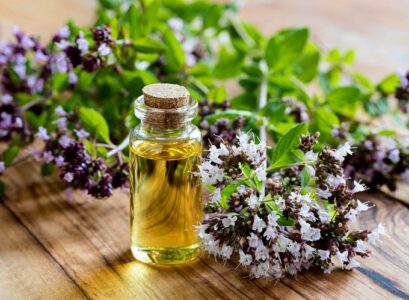oregano essential oil uses the natural antibiotic