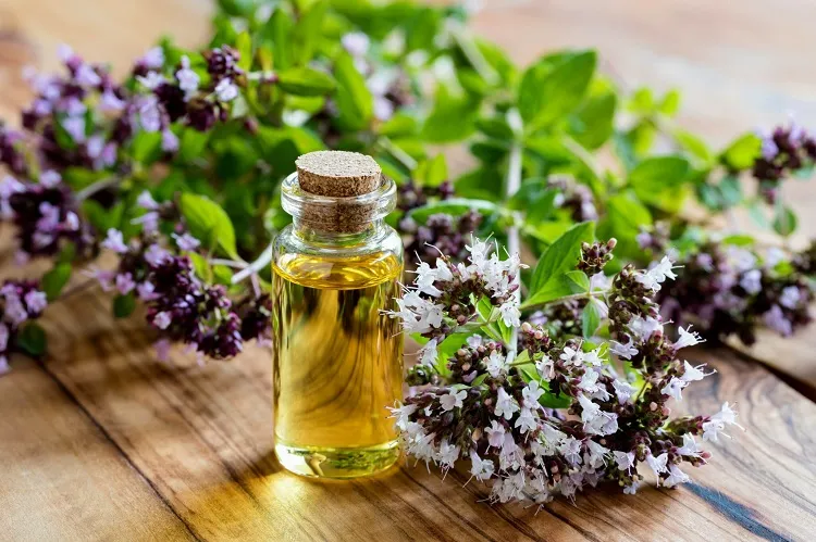 oregano essential oil uses the natural antibiotic