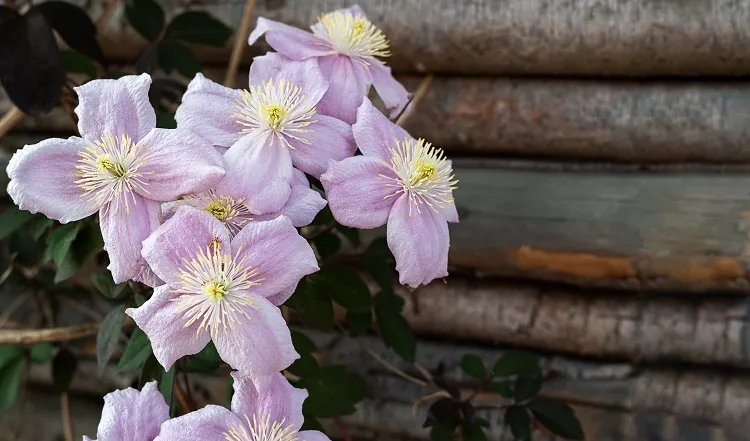 pink clematis montana top 5 plants that repel mosquitoes