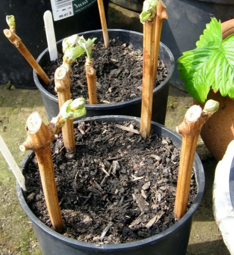 planting grape vines in pots root them deeply