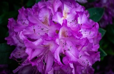 closeup shot of a purple azalea flower